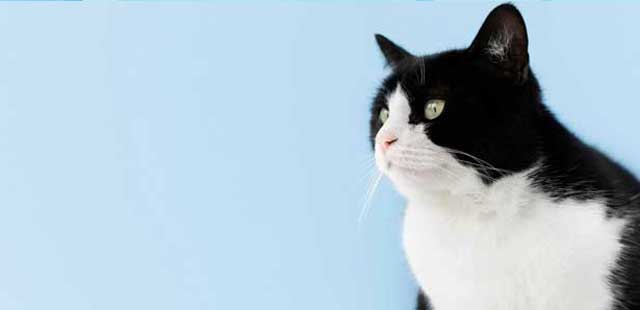 chat sterilise